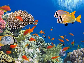 Zdjęcie kierunku: Marsa Alam